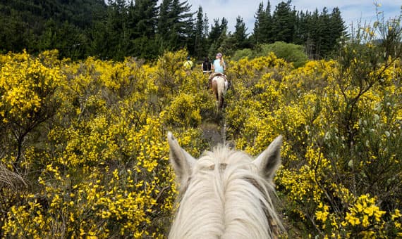 Horse Riding